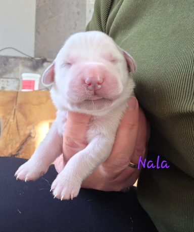 Nala