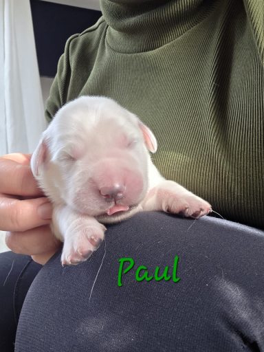 Paul